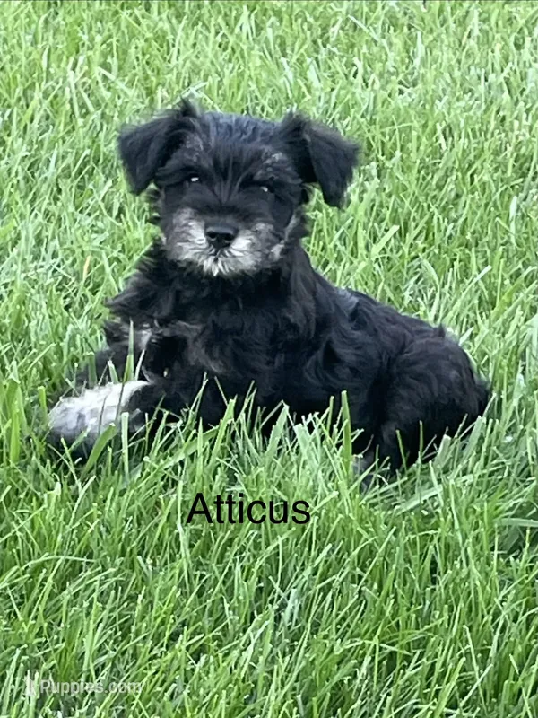 Atticus – Miniature Schnauzer puppy for sale in Sugarcreek, OH