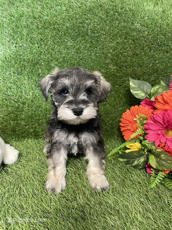 Murphy – Miniature Schnauzer puppy for sale in Sugarcreek, OH