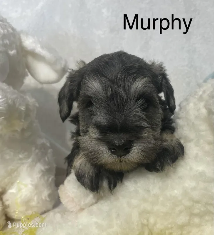 Murphy – Miniature Schnauzer puppy for sale in Sugarcreek, OH