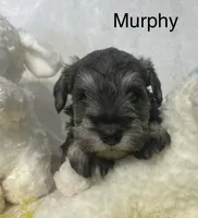 Murphy, a male Miniature Schnauzer for sale in Sugarcreek, OH – Photo 1 of 4