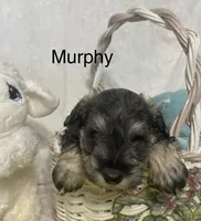 Murphy, a male Miniature Schnauzer for sale in Sugarcreek, OH – Photo 2 of 4