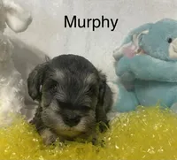 Murphy, a male Miniature Schnauzer for sale in Sugarcreek, OH – Photo 3 of 4