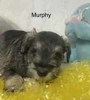 Murphy, a male Miniature Schnauzer for sale in Sugarcreek, OH – Photo 4 of 4