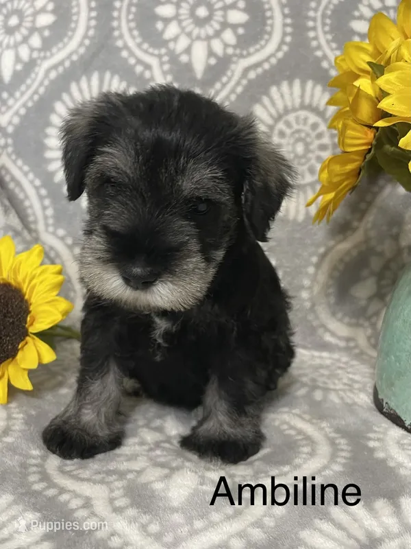 Ambiline  – Miniature Schnauzer puppy for sale in Sugarcreek, OH