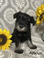 Atticus, a male Miniature Schnauzer for sale in Sugarcreek, OH – 4 of 5