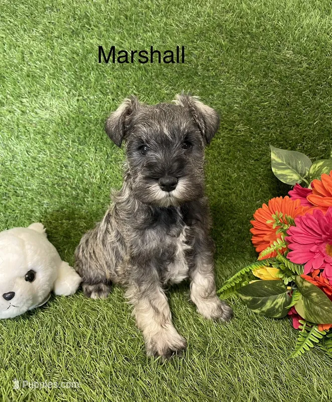 Marshall – Miniature Schnauzer puppy for sale in Sugarcreek, OH