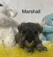 Marshall, a male Miniature Schnauzer for sale in Sugarcreek, OH – Photo 1 of 3
