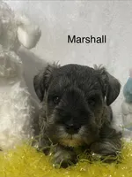 Marshall, a male Miniature Schnauzer for sale in Sugarcreek, OH – Photo 3 of 3