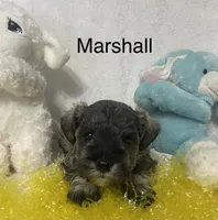 Marshall, a male Miniature Schnauzer for sale in Sugarcreek, OH – Photo 2 of 3