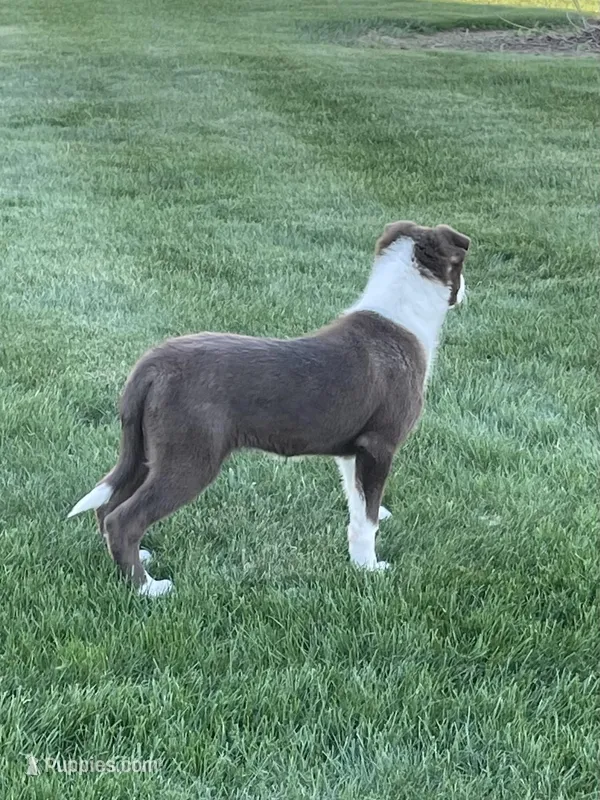 Chase – Border Collie puppy for sale in Sugarcreek, OH
