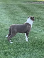 Chase, a male Border Collie for sale in Sugarcreek, OH – Photo 1 of 6