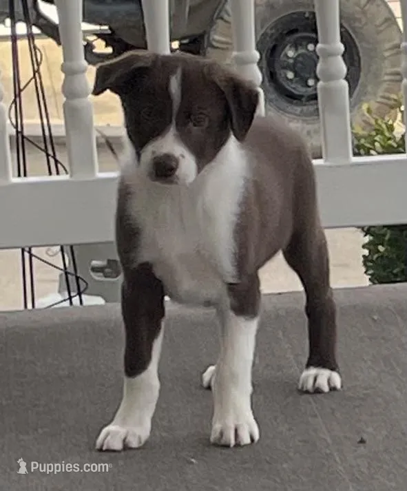 Chase – Border Collie puppy for sale in Sugarcreek, OH