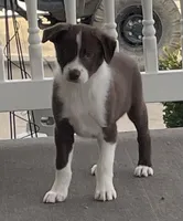 Chase, a male Border Collie for sale in Sugarcreek, OH – Photo 2 of 6