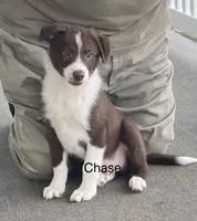 Chase, a male Border Collie for sale in Sugarcreek, OH – Photo 6 of 6