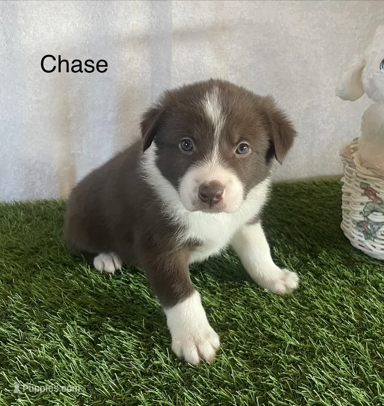 Chase