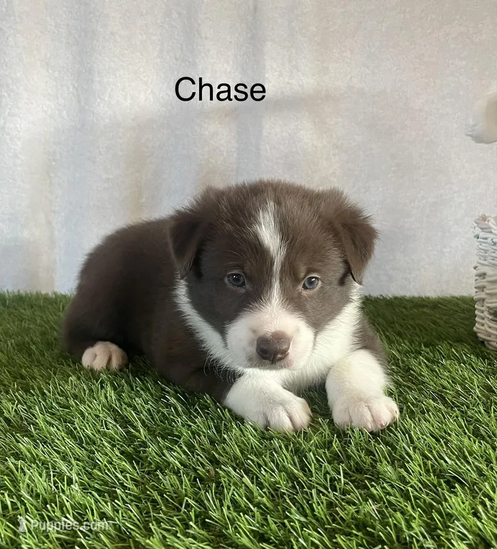 Chase, a male Border Collie for sale in Sugarcreek, OH – Photo 1 of 4