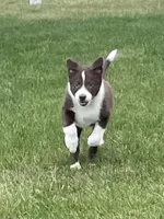 Chase, a male Border Collie for sale in Sugarcreek, OH – Photo 5 of 6