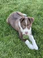 Chase, a male Border Collie for sale in Sugarcreek, OH – Photo 4 of 6