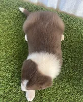 Chase, a male Border Collie for sale in Sugarcreek, OH – Photo 4 of 4