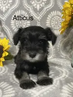Atticus, a male Miniature Schnauzer for sale in Sugarcreek, OH – 5 of 5