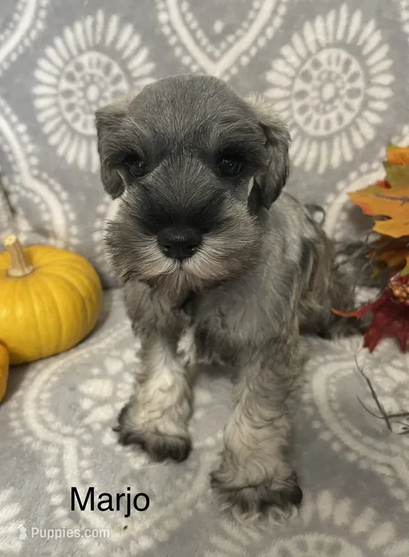 Marjo – Miniature Schnauzer puppy for sale in Sugarcreek, OH