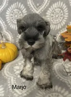 Marjo, a male Miniature Schnauzer for sale in Sugarcreek, OH – 1 of 5