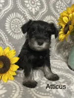 Atticus, a male Miniature Schnauzer for sale in Sugarcreek, OH – 2 of 5