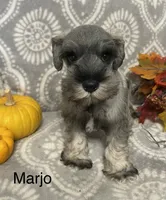 Marjo, a male Miniature Schnauzer for sale in Sugarcreek, OH – 3 of 5