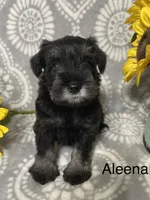 Aleena, a female Miniature Schnauzer for sale in Sugarcreek, OH – 2 of 5