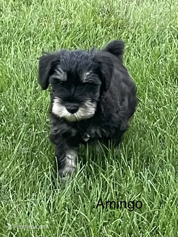 Amingo – Miniature Schnauzer puppy for sale in Sugarcreek, OH