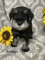 Amingo, a male Miniature Schnauzer for sale in Sugarcreek, OH – 3 of 4