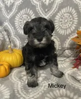 Mickey , a male Miniature Schnauzer for sale in Sugarcreek, OH – 2 of 5