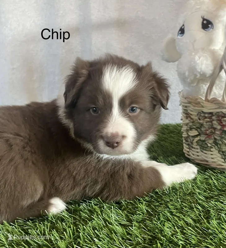 Chip, a male Border Collie for sale in Sugarcreek, OH – Photo 1 of 4
