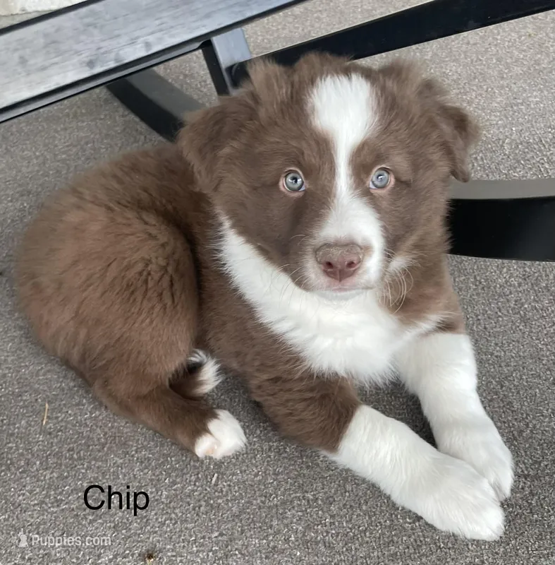 Chip – Border Collie puppy on hold in Sugarcreek, OH