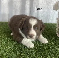 Chip, a male Border Collie for sale in Sugarcreek, OH – Photo 2 of 4