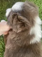 Chip, a male Border Collie for sale in Sugarcreek, OH – Photo 4 of 4