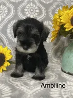 Ambiline , a female Miniature Schnauzer for sale in Sugarcreek, OH – 2 of 5