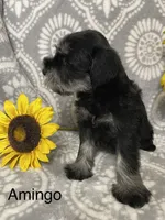 Amingo, a male Miniature Schnauzer for sale in Sugarcreek, OH – 4 of 4