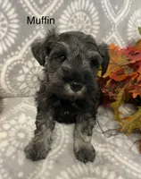 Muffin, a male Miniature Schnauzer for sale in Sugarcreek, OH – 4 of 5