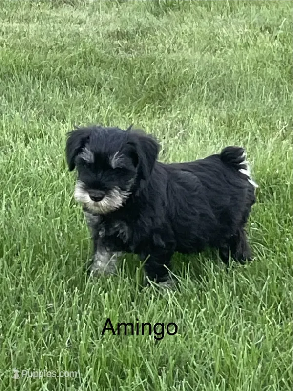 Amingo – Miniature Schnauzer puppy for sale in Sugarcreek, OH