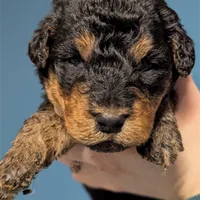 Willow, a female Airedale Terrier and Poodle - Standard  for sale in Woodland, WA – Photo 3 of 4
