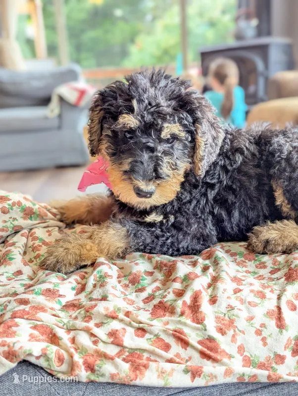 Willow – Airedale Terrier, Poodle - Standard  puppy for sale in Woodland, WA