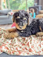 Willow, a female Airedale Terrier and Poodle - Standard  for sale in Woodland, WA – Photo 1 of 4