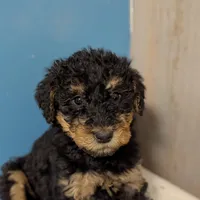Willow, a female Airedale Terrier and Poodle - Standard  for sale in Woodland, WA – Photo 2 of 4