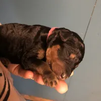 Willow, a female Airedale Terrier and Poodle - Standard  for sale in Woodland, WA – Photo 4 of 4