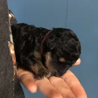 Cedar, a female Airedale Terrier and Poodle - Standard  for sale in Woodland, WA – Photo 4 of 5