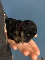 Cedar, a female Airedale Terrier and Poodle - Standard  for sale in Woodland, WA – Photo 3 of 4