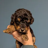 Cedar, a female Airedale Terrier and Poodle - Standard  for sale in Woodland, WA – Photo 3 of 5