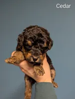 Cedar, a female Airedale Terrier and Poodle - Standard  for sale in Woodland, WA – Photo 2 of 4