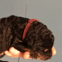 Cedar, a female Airedale Terrier and Poodle - Standard  for sale in Woodland, WA – Photo 5 of 5